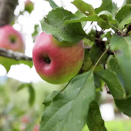 Lägenhet Beautiful In Zillertal